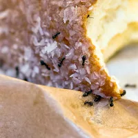 ants crawling on bread