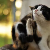 Cat scratching their ear