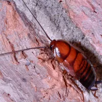 Closeup of a roach