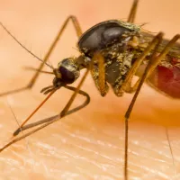 Closeup of a mosquito