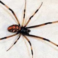 Large poisonous spider