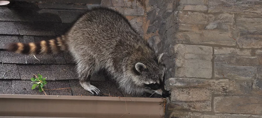 Raccoon on the roof